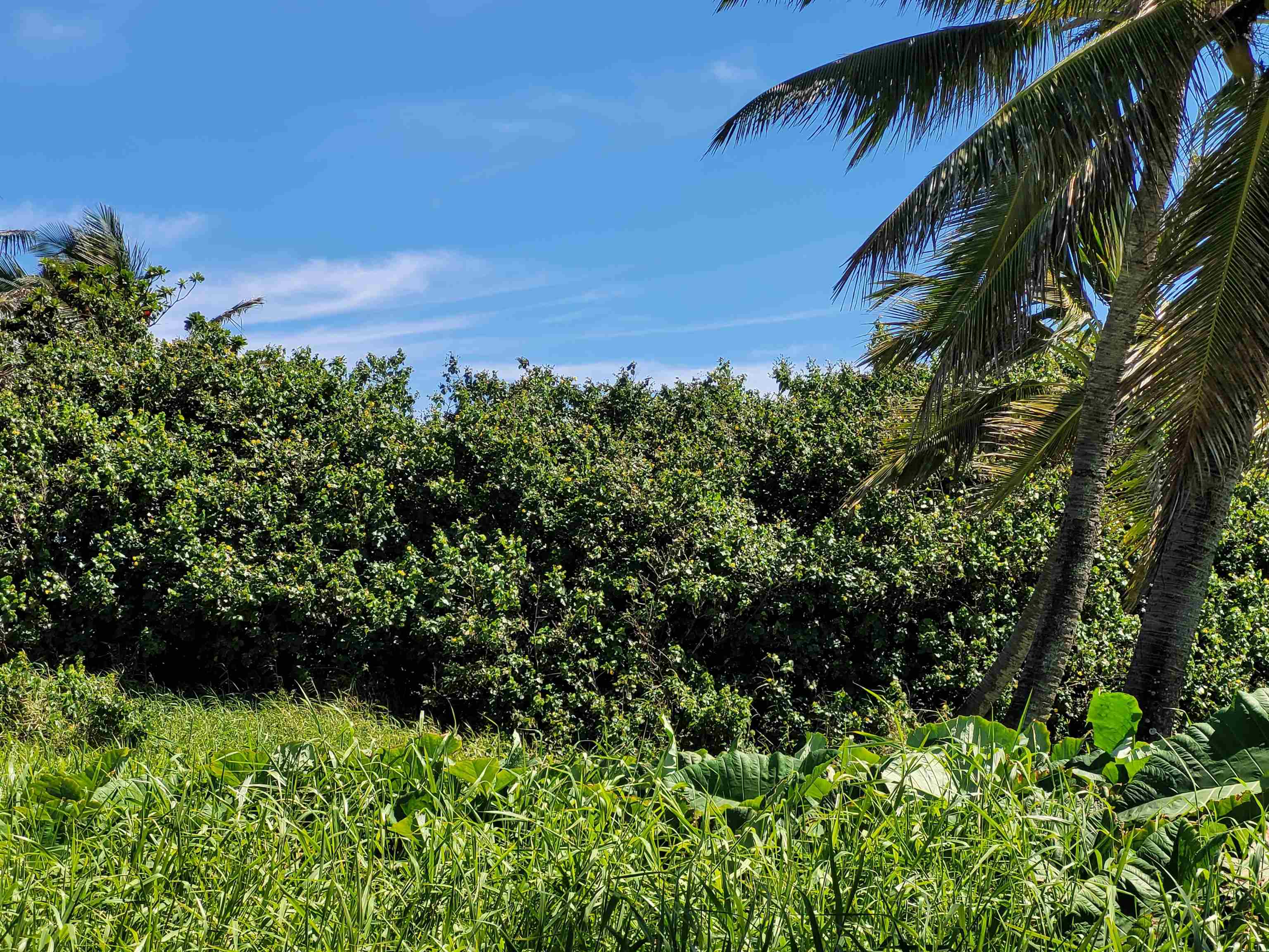 Keanae Road Hana, HI 96713 - Photo 10 of 29 a view of a garden with a tree