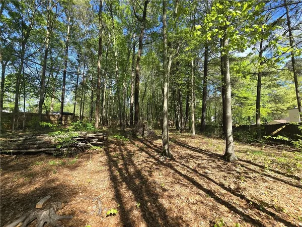 a view of a forest with trees