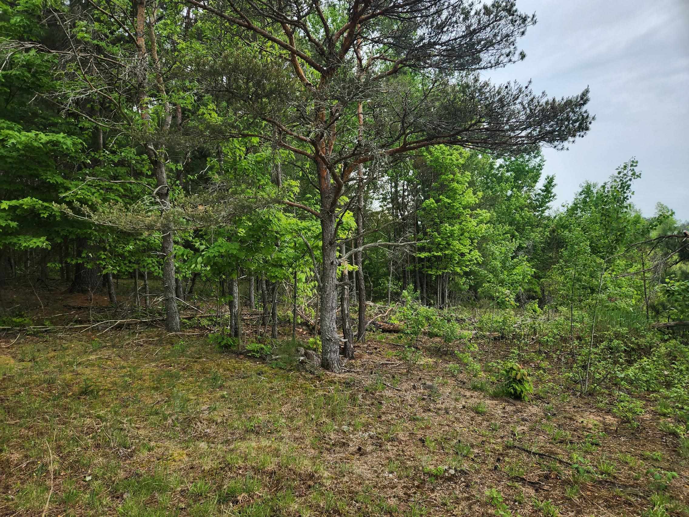 5948 Kniss Road Southeast Kalkaska, MI 49646 - Photo 12 of 37