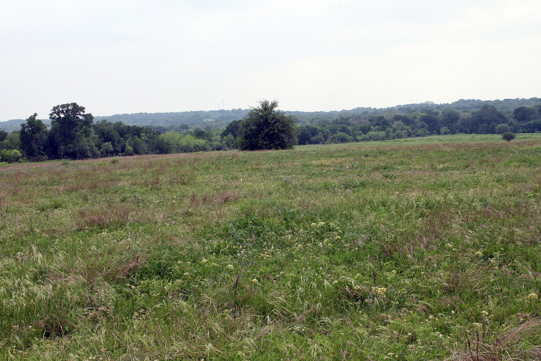 0 Brushy Branch Road Lockhart, TX 78644 - Photo 7 of 19 Cultivate your dreams on this generously sized parcel of land, ripe for development or a private retreat.