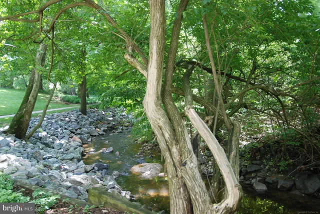 a view of a park with large trees