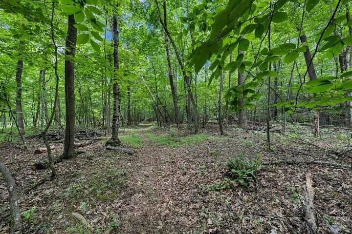 0 Old Tram Road Blue Ridge, VA 24064 - Photo 3 of 5 a view of a forest with trees in the background