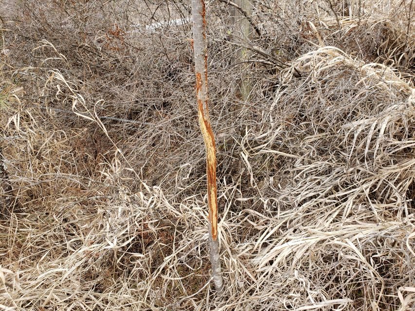 4-xx Graham Road Colville, WA 99114 - Photo 7 of 13