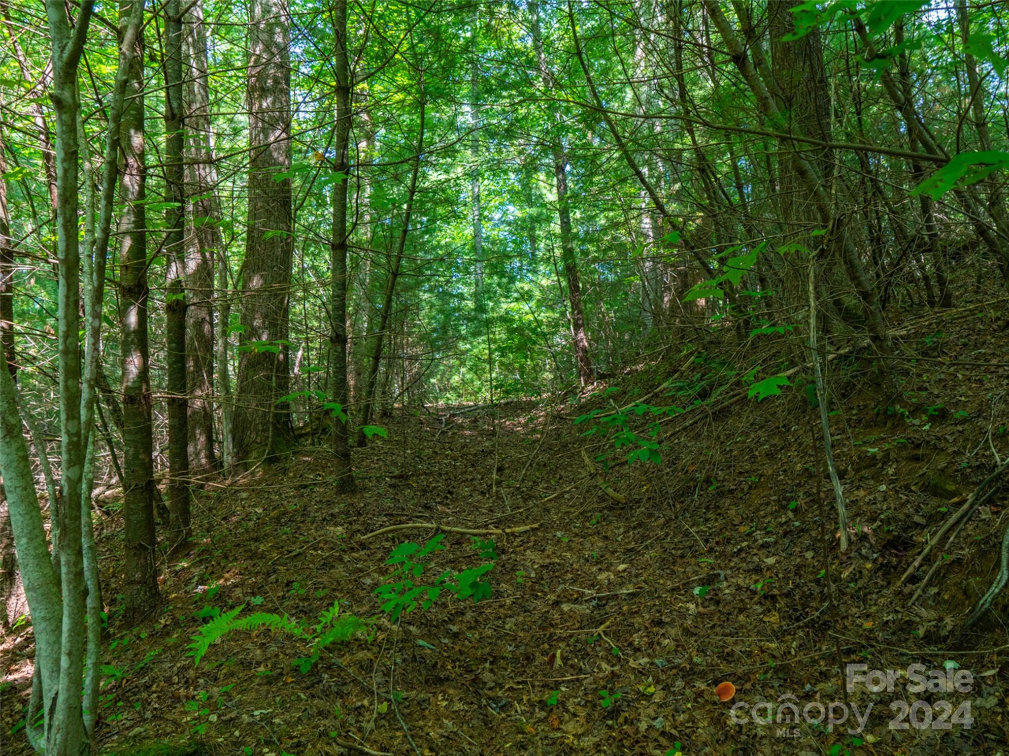 0 Meadow Fork School Road Hot Springs, NC 28743 - Photo 8 of 25