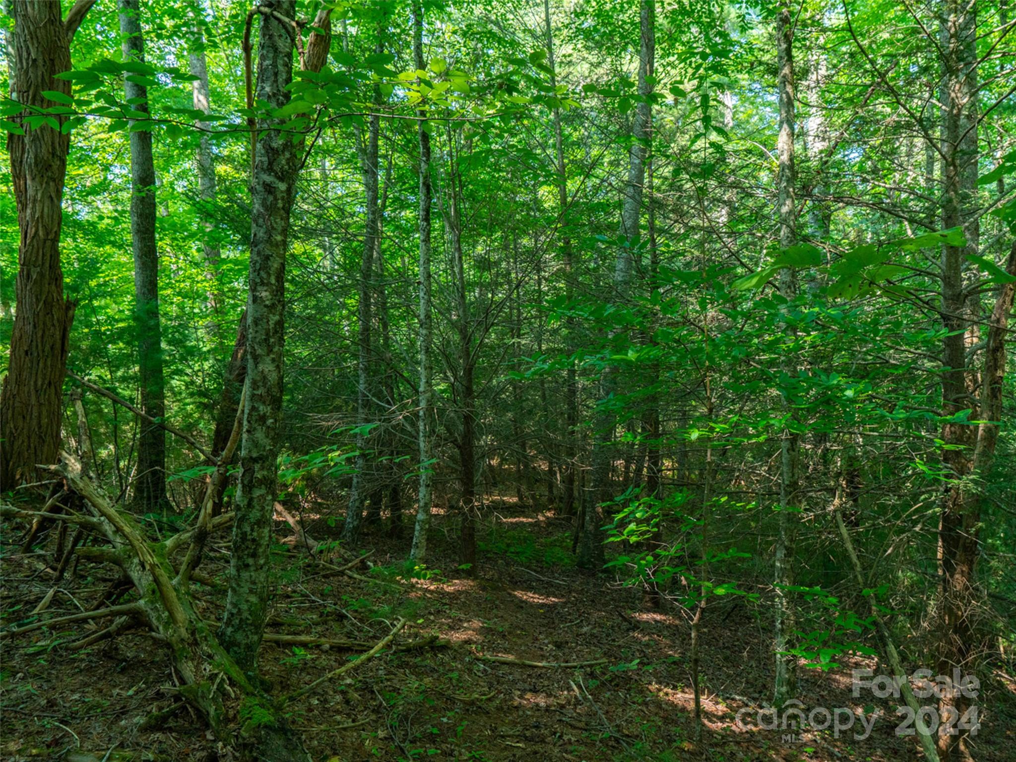 0 Meadow Fork School Road Hot Springs, NC 28743 - Photo 9 of 25