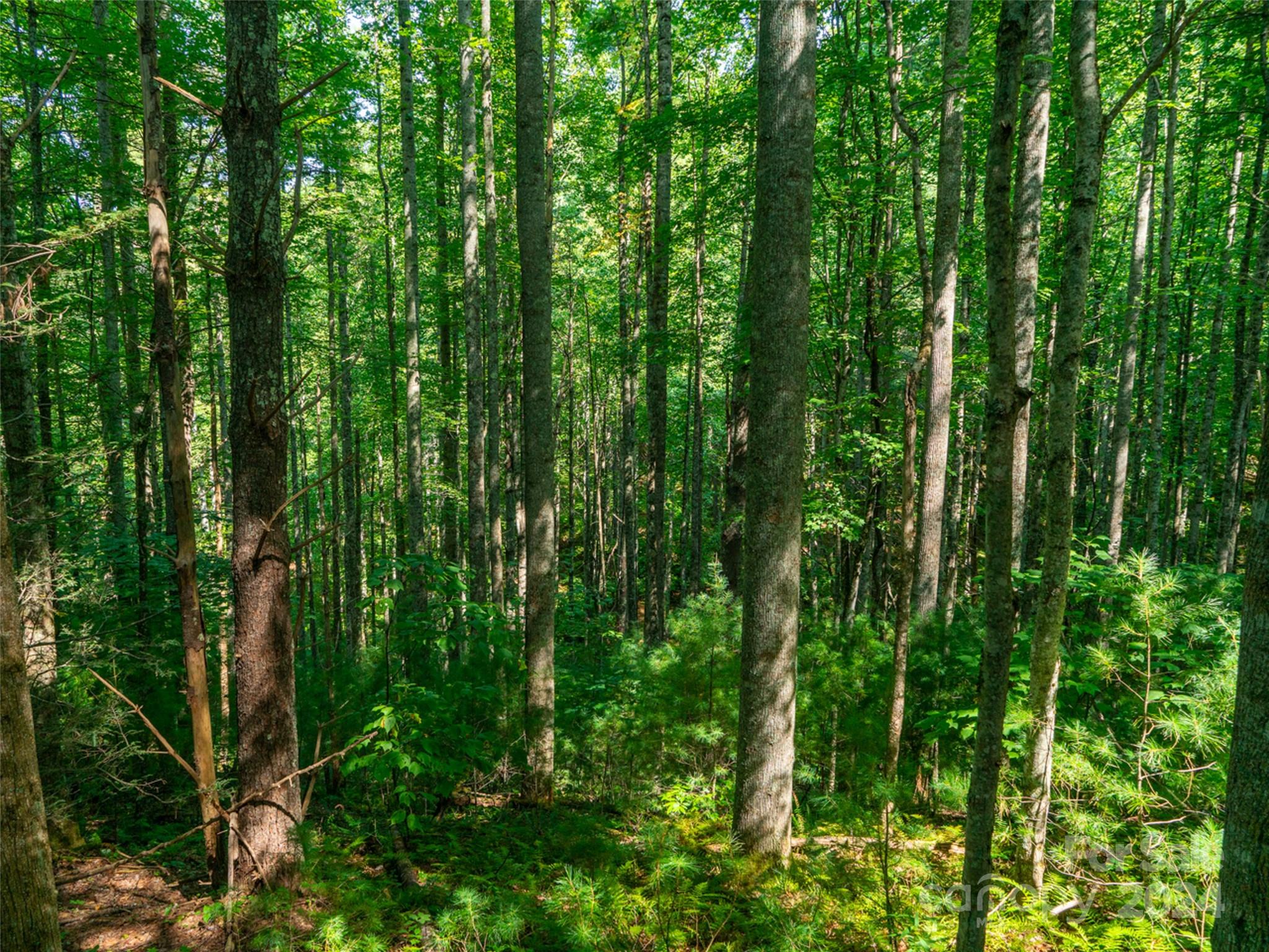 0 Meadow Fork School Road Hot Springs, NC 28743 - Photo 10 of 25