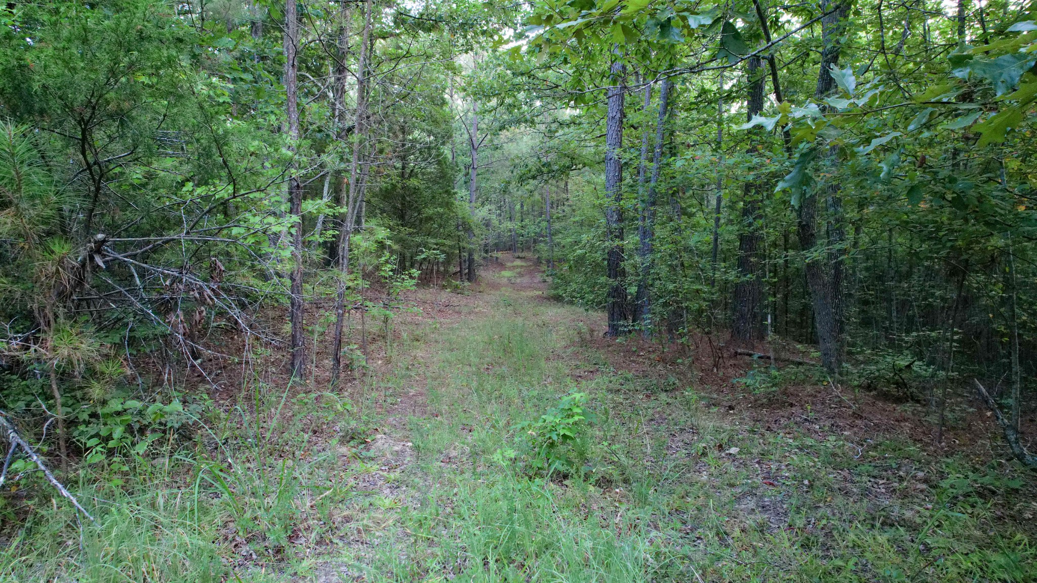 1722 Park Road Holladay, TN 38341 - Photo 23 of 52 a view of a forest filled with trees