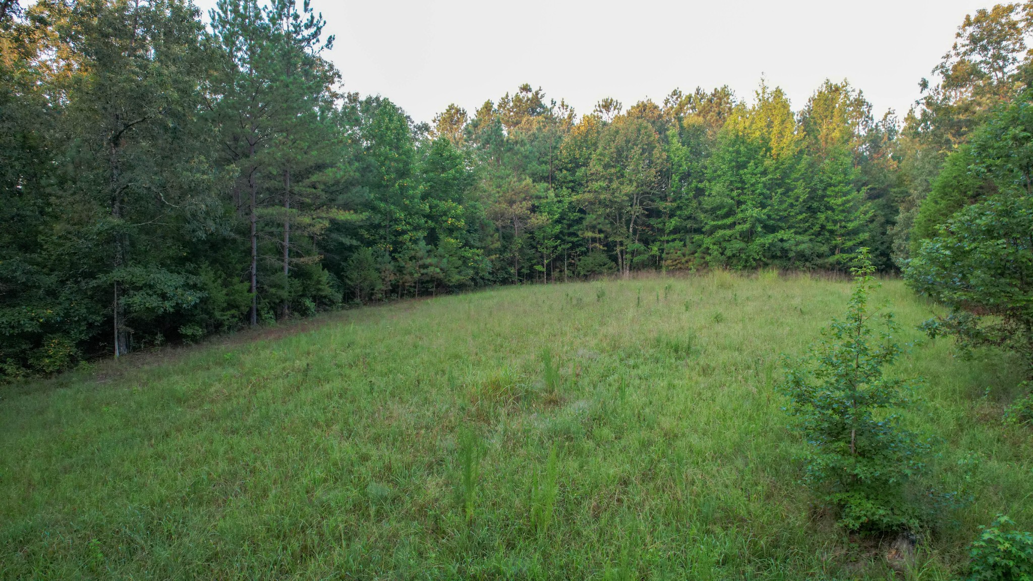 1722 Park Road Holladay, TN 38341 - Photo 24 of 52 a view of a lush green space with sea