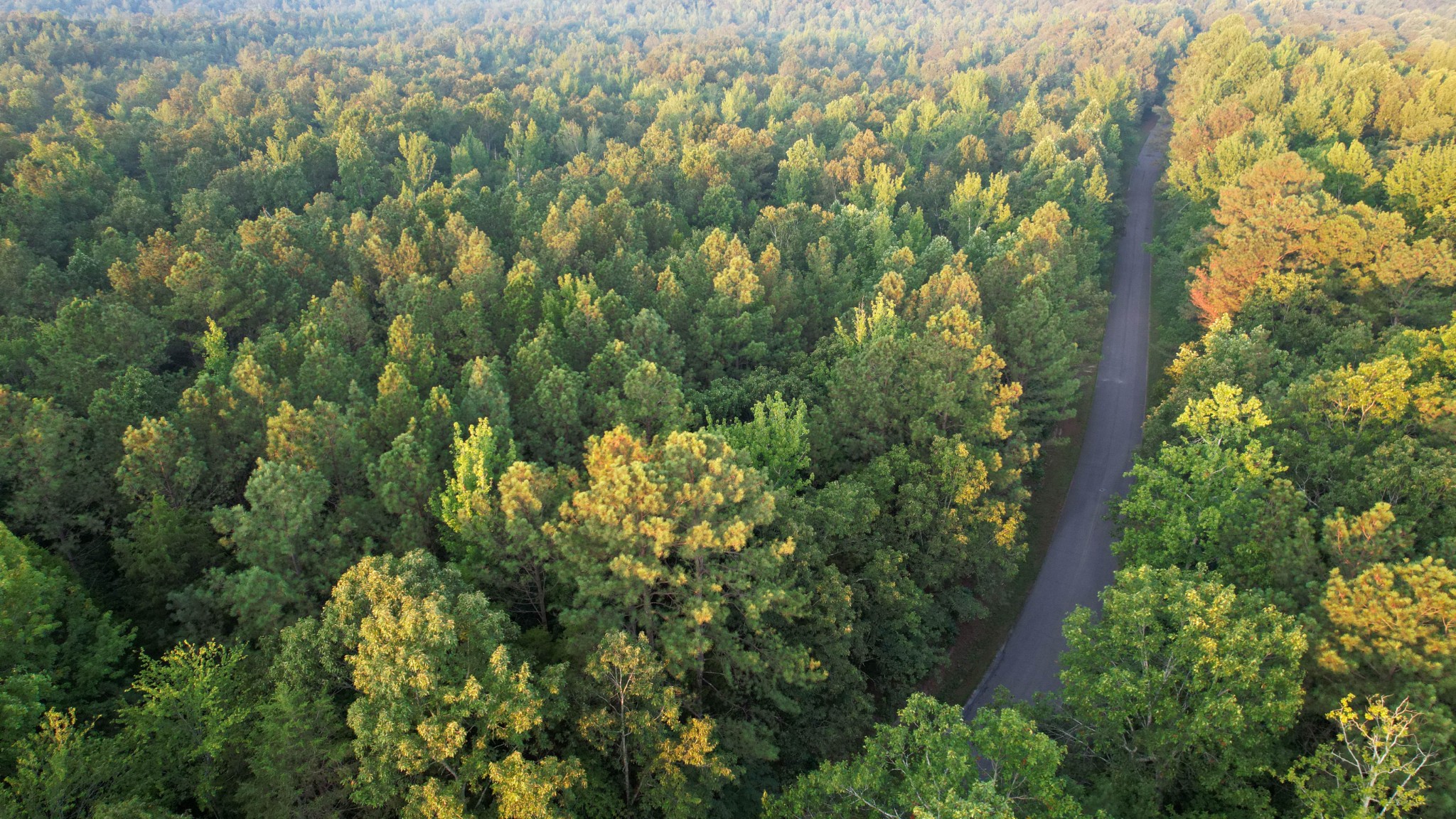 1722 Park Road Holladay, TN 38341 - Photo 26 of 52 a view of a forest