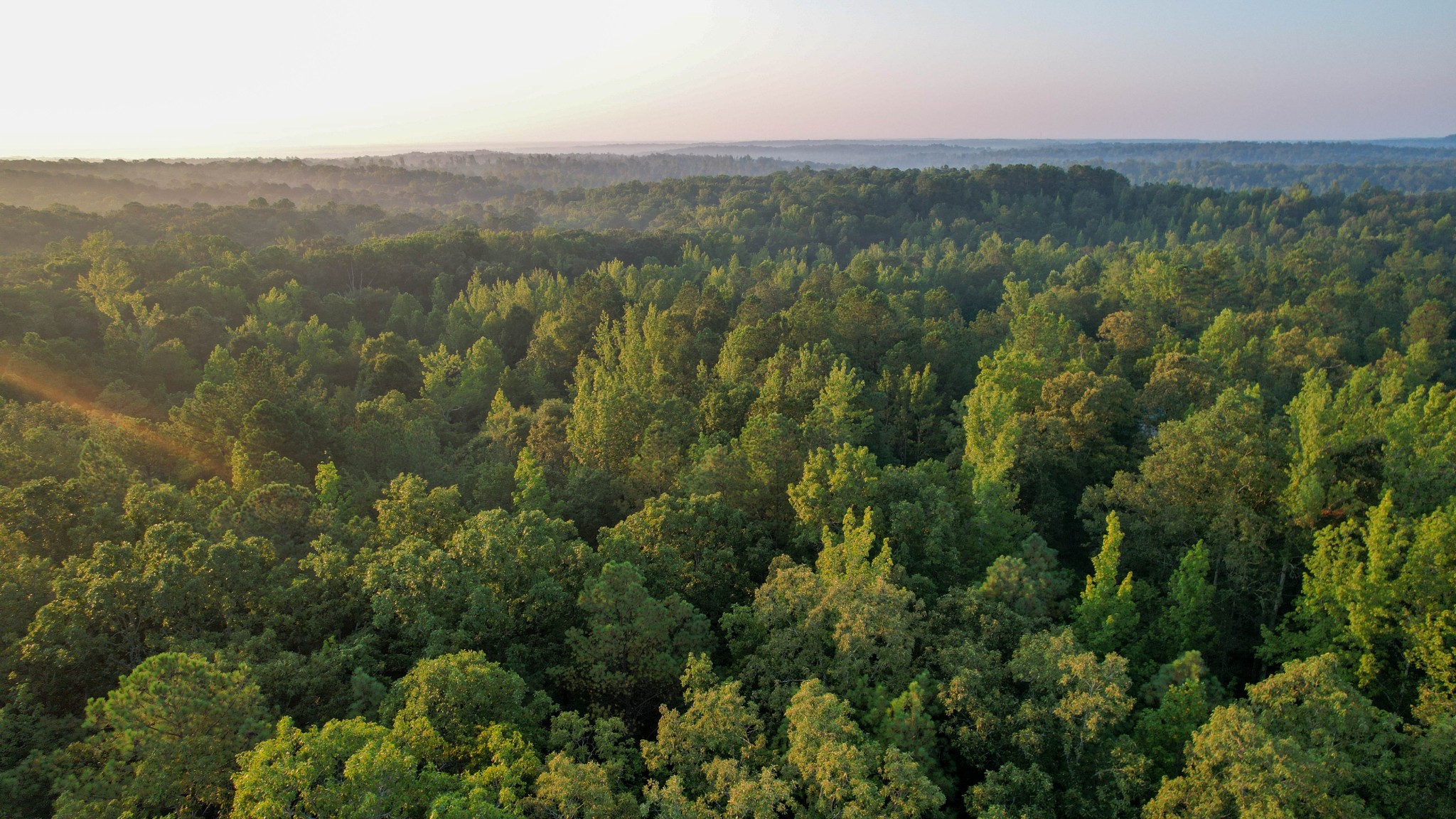 1722 Park Road Holladay, TN 38341 - Photo 31 of 52 an aerial view of residential houses with outdoor space and trees