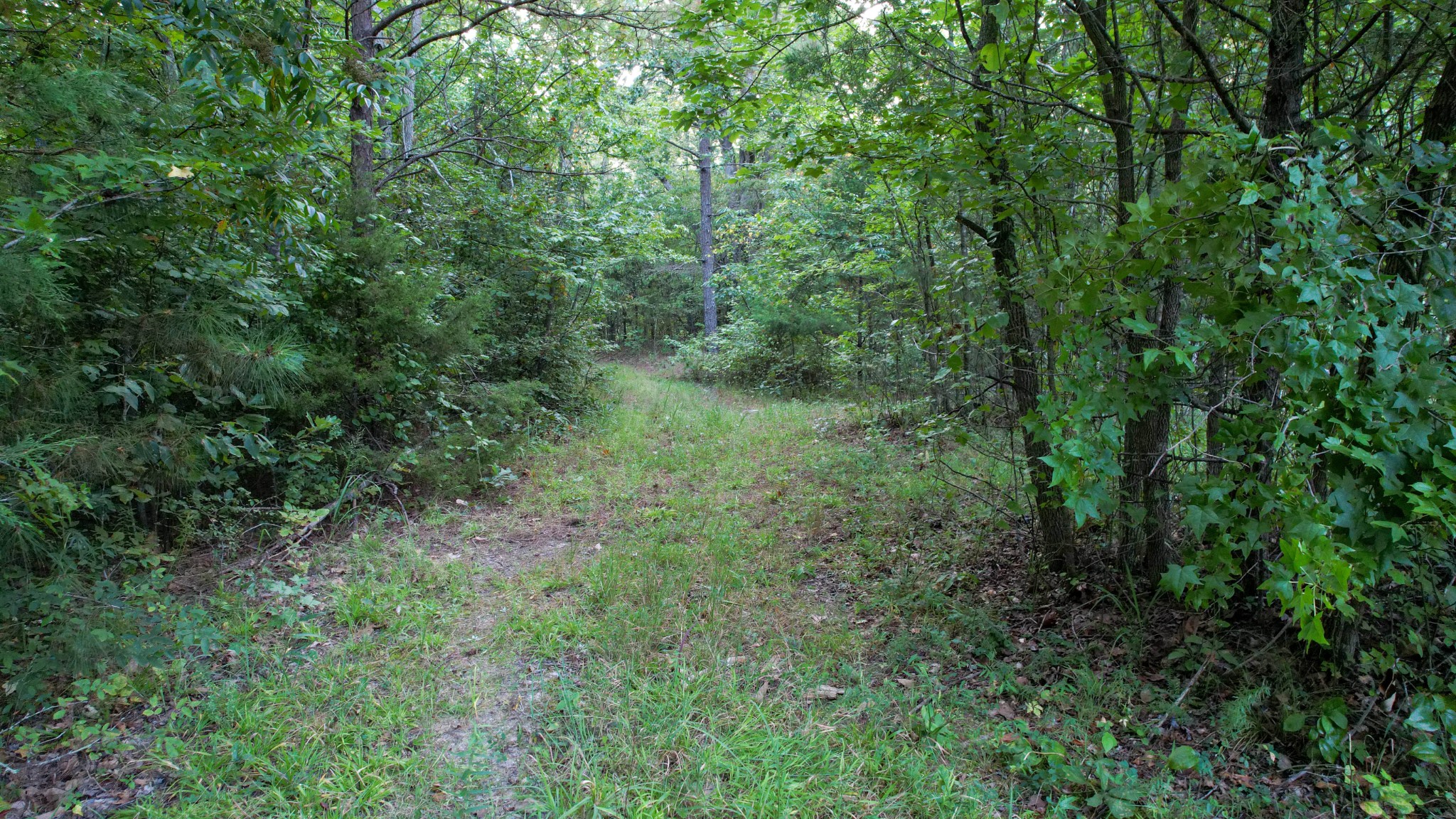 1722 Park Road Holladay, TN 38341 - Photo 33 of 52 a view of a lush green forest