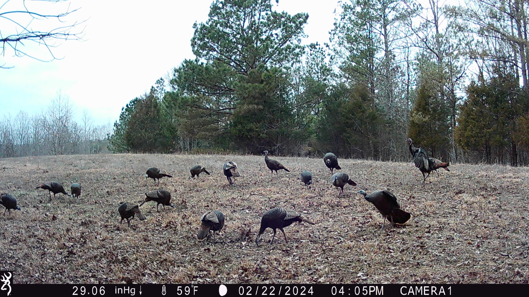 1722 Park Road Holladay, TN 38341 - Photo 50 of 52 a view of a yard with wooden fence