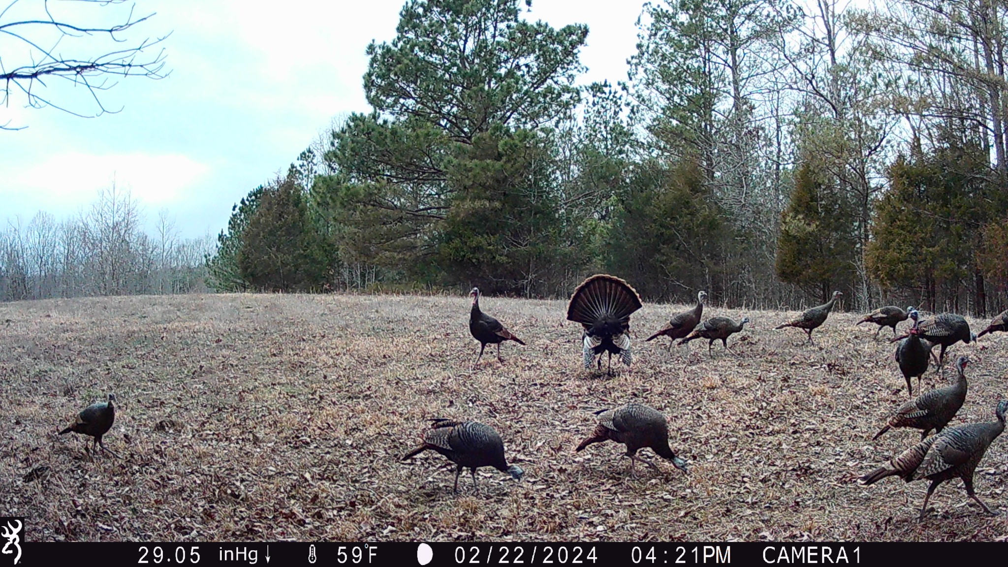 1722 Park Road Holladay, TN 38341 - Photo 52 of 52 a view of a backyard with of the tree