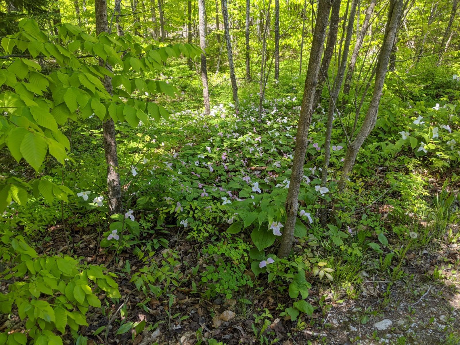 1643 Smith Road St. Ignace, MI 49781 - Photo 10 of 42 Gallery Image 10
