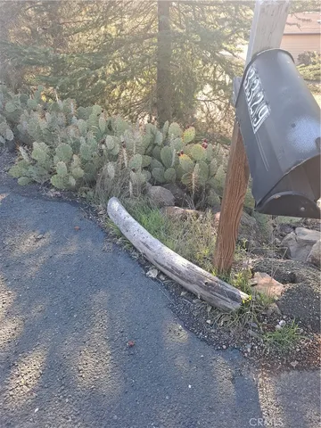 a view of a yard with large trees