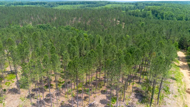 a view of a lush green forest with houses