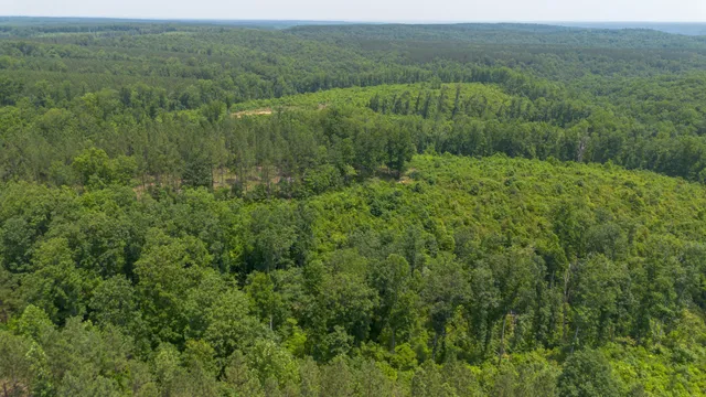 a view of a lush green forest with trees and some houses