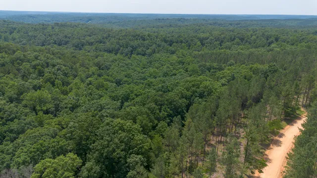 a view of a lush green forest with trees and some houses