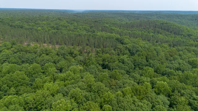 a view of a lush green forest with a houses