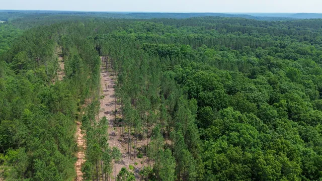 a view of a lush green forest with trees and some houses