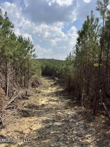 0 Honeysucker Road Camden, MS 39045 - Photo 2 of 18 20230313200222011845000000-o