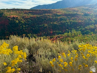 6909 East Spring Drive, Unit 19 Springville, UT 84663 - Photo 94 of 118 Natural landscape featuring flowering yellow shrubs and varied tree foliage