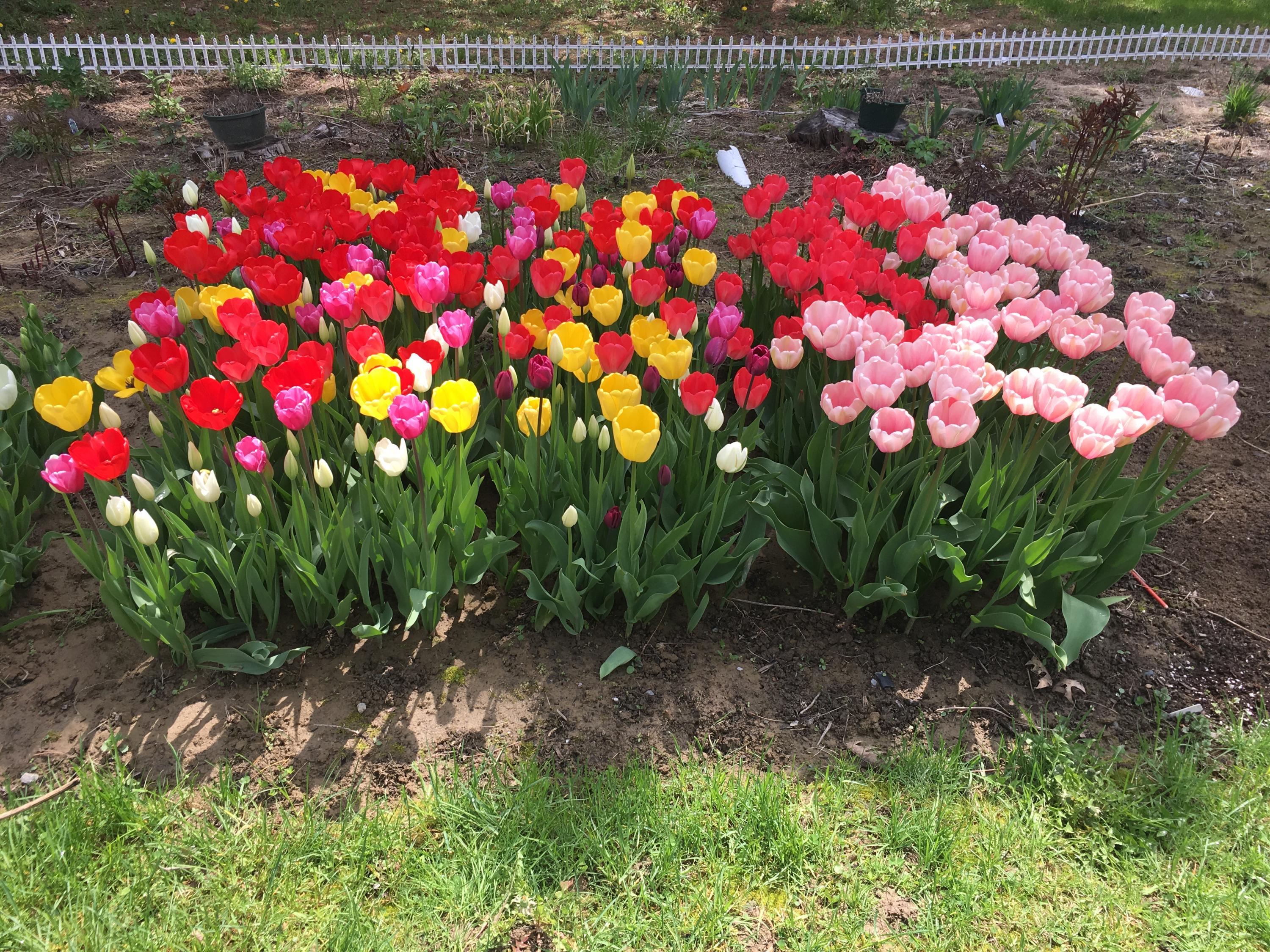 412 Main Road South Hampden, ME 04444 - Photo 43 of 52 tulip garden