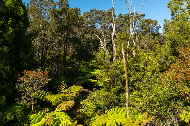 a view of a bunch of flowers