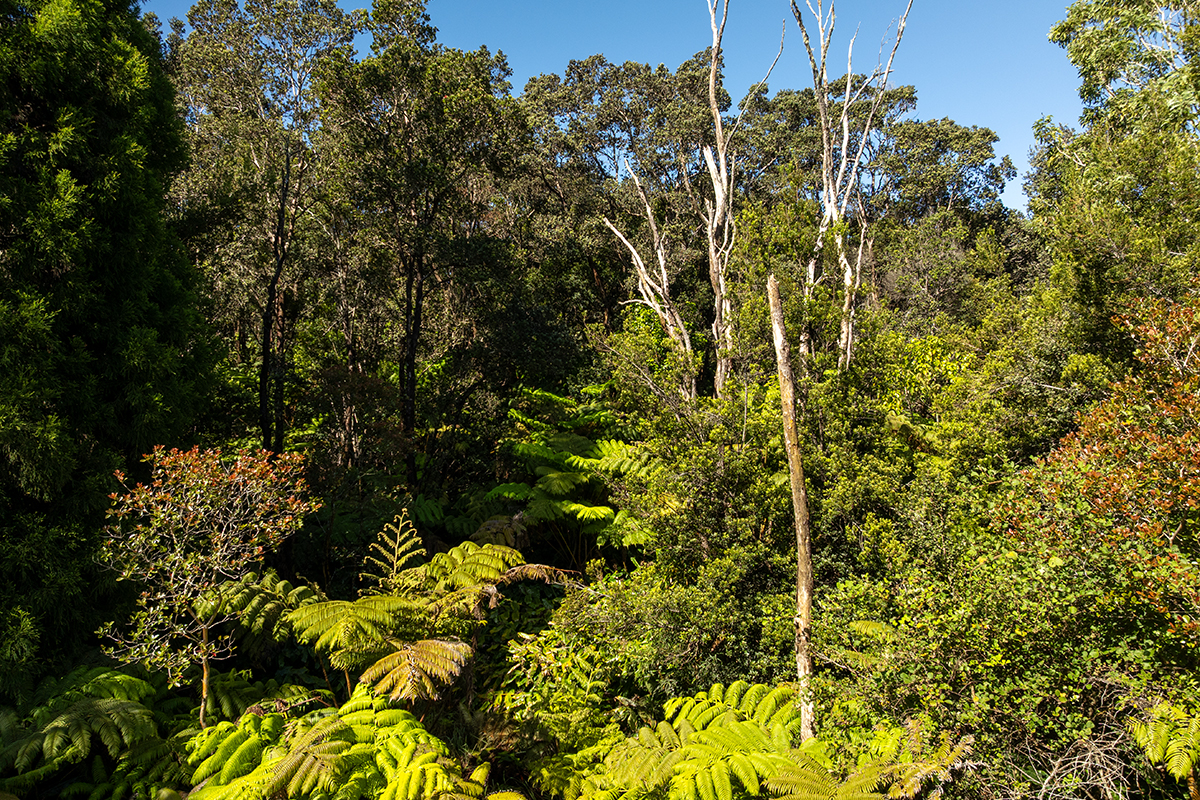 9 Haunani Road Volcano, HI 96785 - Photo 3 of 10 a view of a bunch of flowers