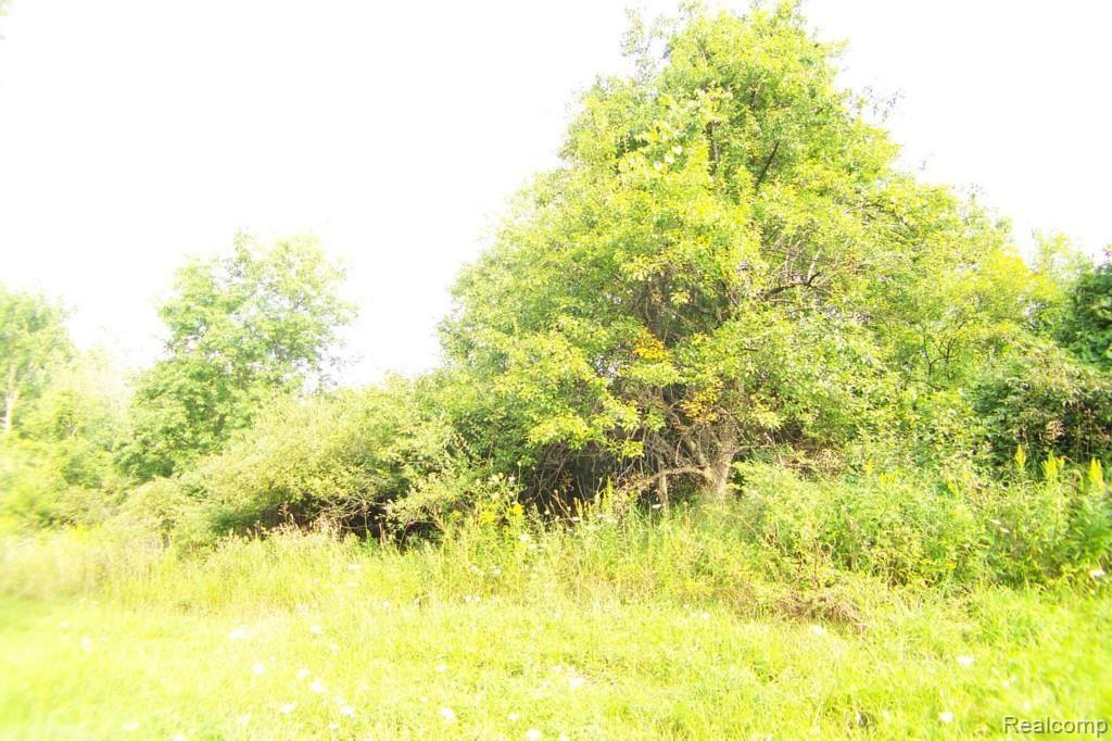 2340 Adams Road Oakland, MI 48363 - Photo 18 of 18 Apple and pear tree