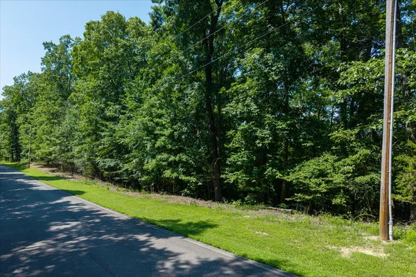 a view of a yard with plants and large trees