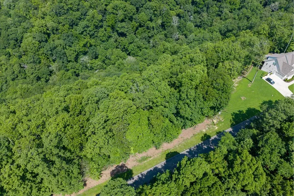 a view of a lush green forest with lots of trees
