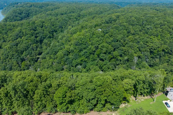 a view of a lush green forest