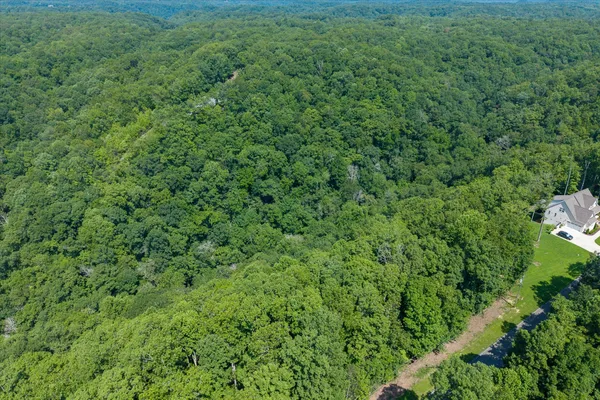 a view of a lush green forest