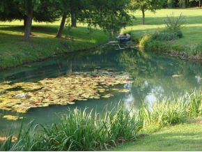 Pond