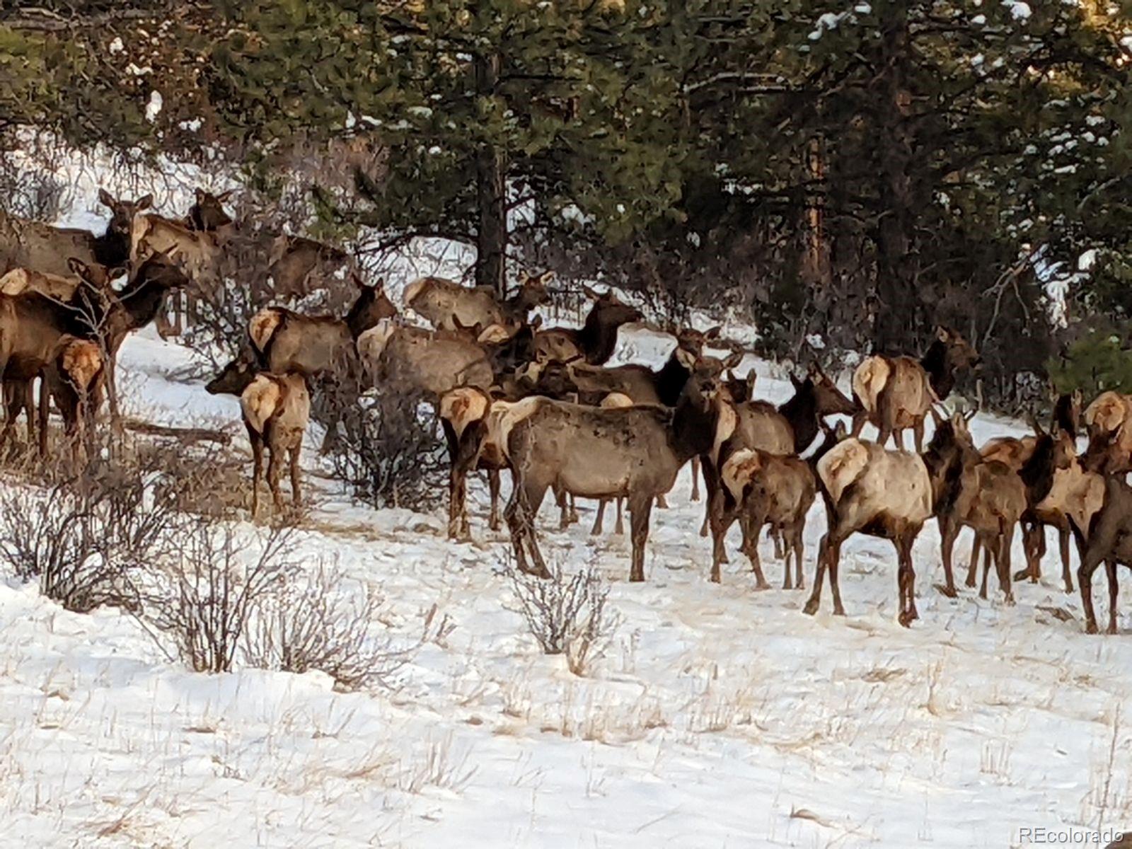 14482 Jubilee Trail Pine, CO 80470 - Photo 39 of 40 a view of couches and snow on the beach
