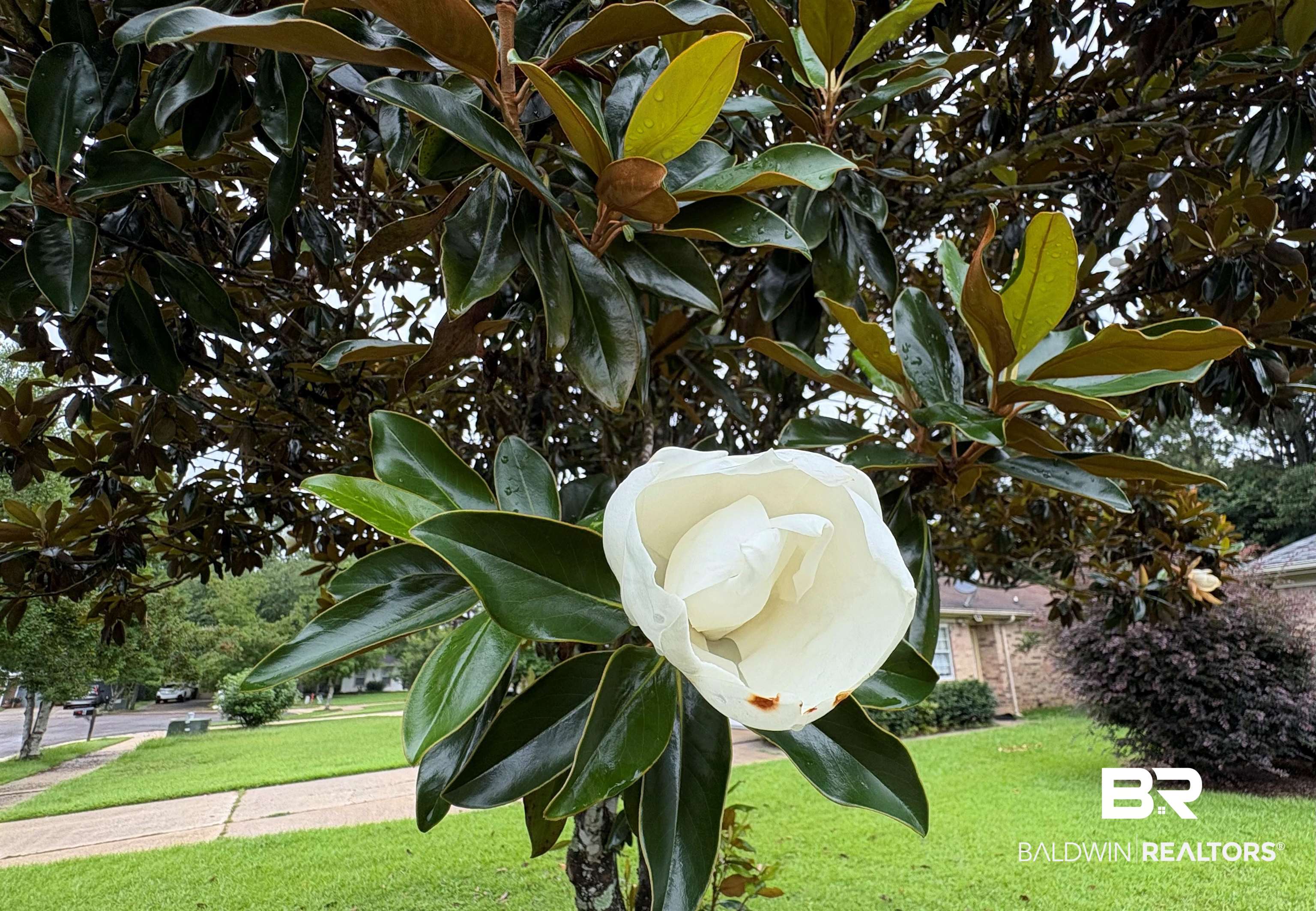 2 Sumac Circle Fairhope, AL 36532 - Photo 31 of 31 Magnolia tree in bloom