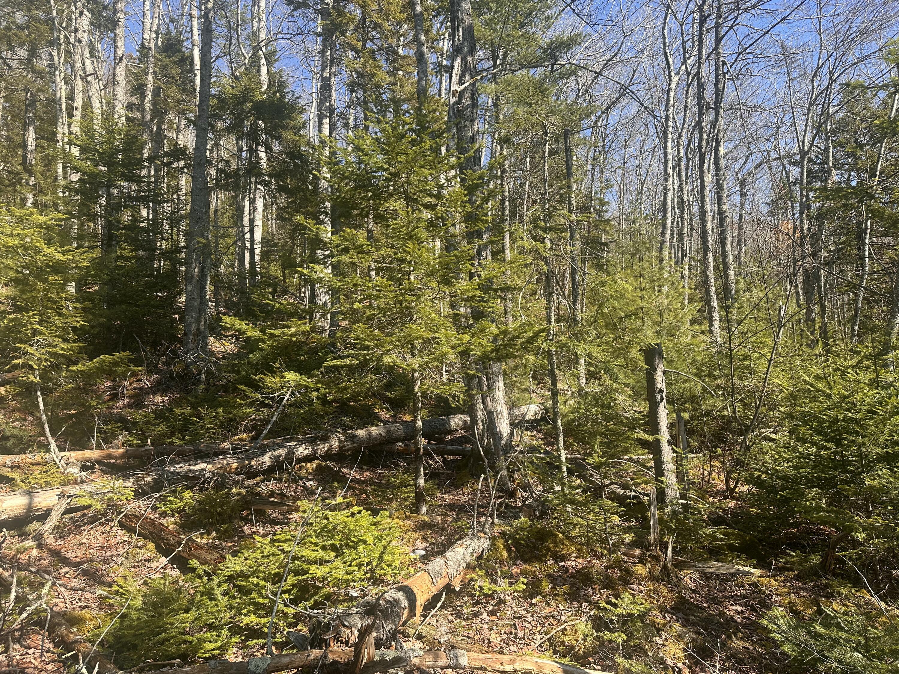 237 Knights Pond Road Northport, ME 04849 - Photo 23 of 29 IMG_6555