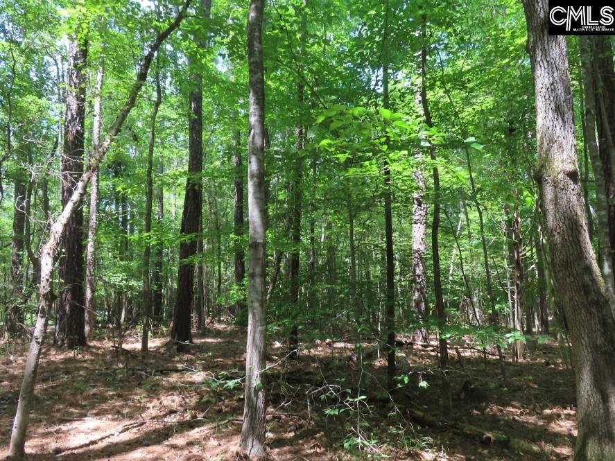 0 Park Road Ridgeway, SC 29130 - Photo 12 of 47