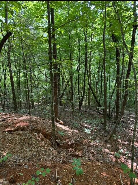 536 Geren Subdivision Lane Decatur, TN 37322 - Photo 7 of 13 a view of a forest with trees