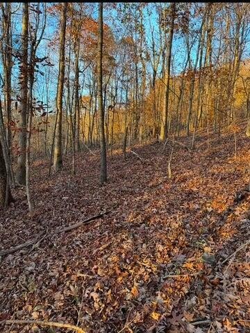 536 Geren Subdivision Lane Decatur, TN 37322 - Photo 9 of 13 a view of a yard with trees