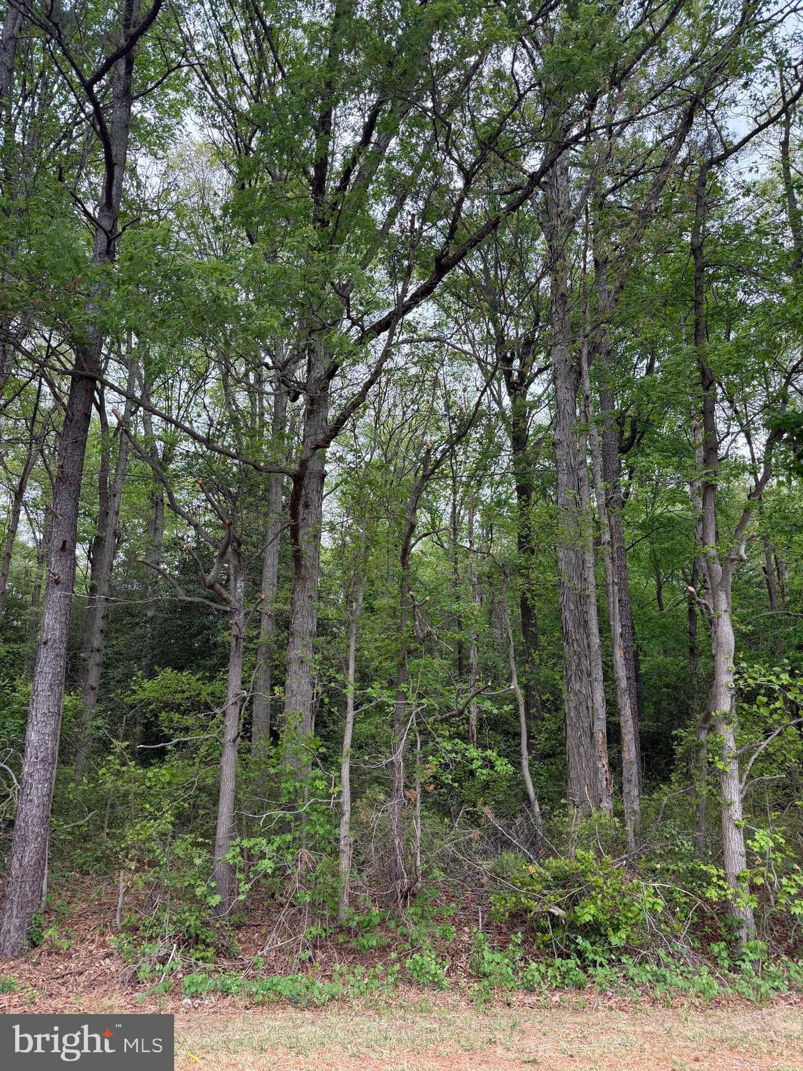 Lot 3 Hunting Quarter Road Harrington, DE 19952 - Photo 2 of 3