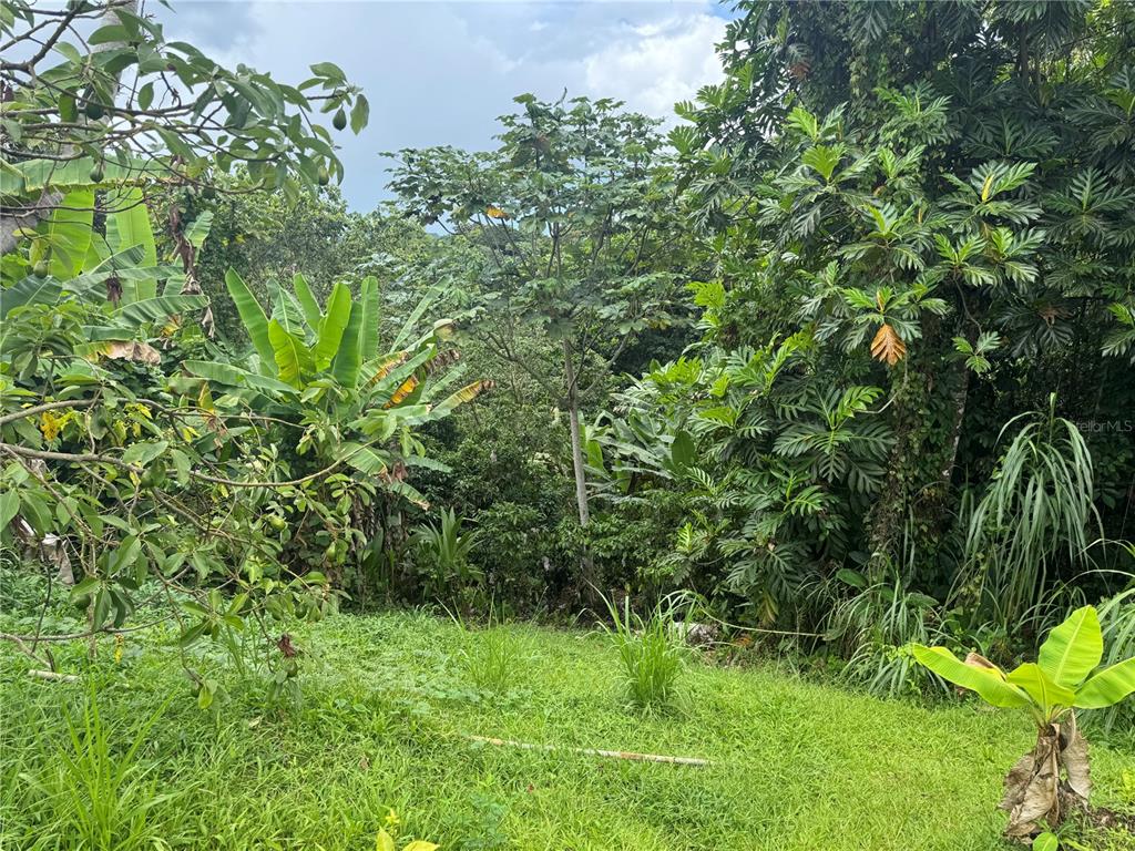 140 Km 38.9 Utuado, Utuado 00641 - Photo 10 of 55 a backyard of a house with lots of green space
