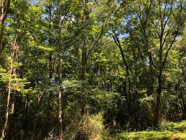 0 Fred Bacot Road Summit, MS 39666 - Photo 12 of 13 Photo 12