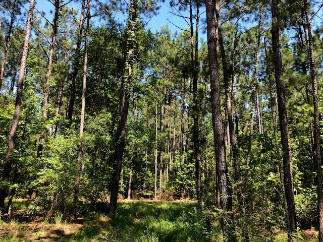 0 Fred Bacot Road Summit, MS 39666 - Photo 3 of 13 Photo 3