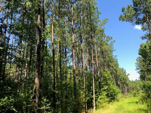 0 Fred Bacot Road Summit, MS 39666 - Photo 6 of 13 Photo 6