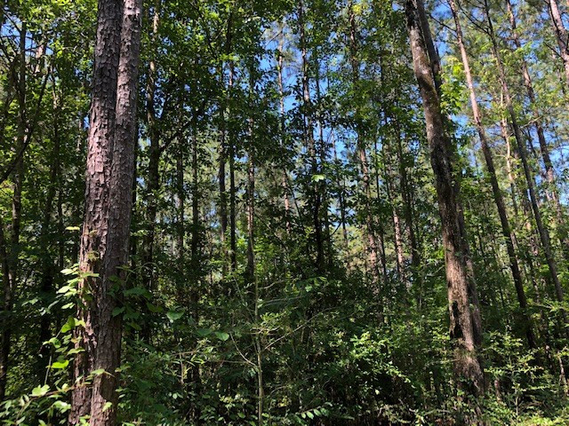 0 Fred Bacot Road Summit, MS 39666 - Photo 9 of 13 Photo 9