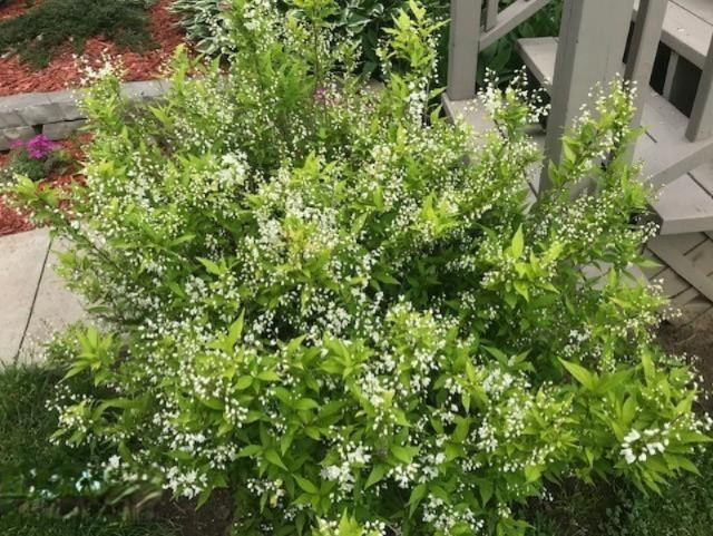 8722 West East Road Lakeside, MI 49128 - Photo 22 of 23 A flower bush