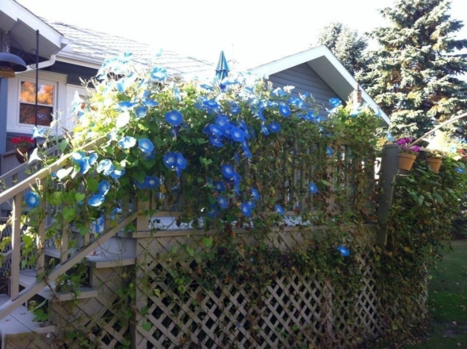 8722 West East Road Lakeside, MI 49128 - Photo 4 of 23 Morning Glory!
