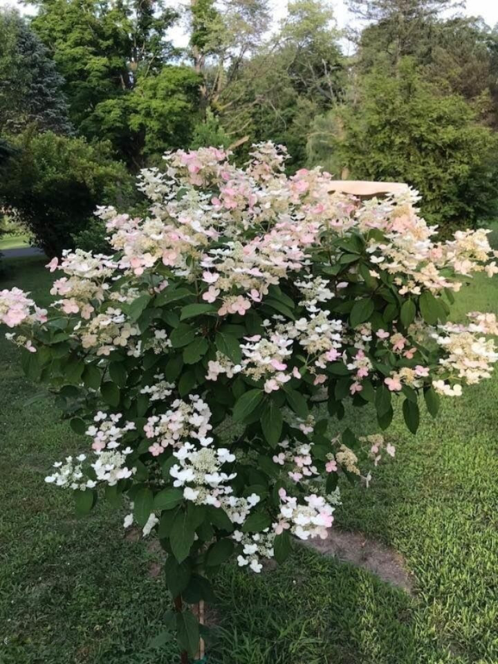 8722 West East Road Lakeside, MI 49128 - Photo 6 of 23 A flowering bush